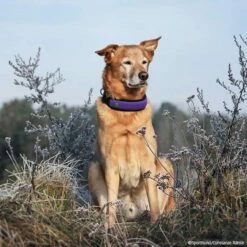 Niggeloh Halsung FASHION -Haustierzubehör Geschäft 701712007niggeloh fashion lila p4dc2625 7017120