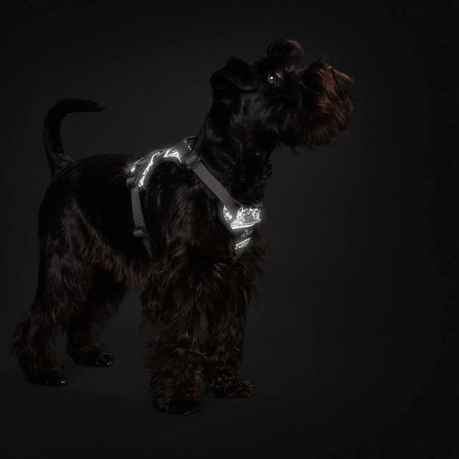Hunter Hundegeschirr Divo Reflect 4 Hunter Hundegeschirr Divo Reflect – Bild 2