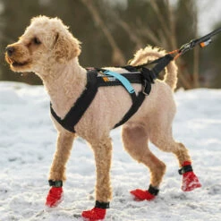 Non-Stop Dogwear Freemotion Harness Zuggeschirr -Haustierzubehör Geschäft 7022101074freemotion harness anwendung 7022101