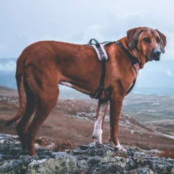 Non-Stop Dogwear Ultra Harness Geschirr 9 Non-Stop Dogwear Ultra Harness Geschirr -Haustierzubehör Geschäft 7022108071nonsptop dogware ultra harness anwendung2 7022108BeQEwjrj7EHxt