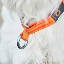 Non-Stop Cruise Collar Zugstophalsband -Haustierzubehör Geschäft 702211707non stop dogwear cruise collar orange detail 7022117