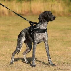 Hunter Norwegergeschirr Racing Schwarz -Haustierzubehör Geschäft 7022220m07hunter norwegergeschirr racing schwarz 7022220 hound