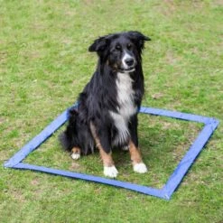 Agility Einsteigerset Hürden, Slalom, Box -Haustierzubehör Geschäft 703036607agility huerden und slalomset box 7030366UPjg1xeCiHuqH
