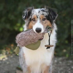 Duck Dummy Mit Fell -Haustierzubehör Geschäft 703038707duck dummy mit fell anwendung 7030387ooBMlC0Ele4bg