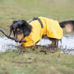 Rukka Pets Hayton Eco Raincoat 7 Rukka Pets Hayton Eco Raincoat -Haustierzubehör Geschäft 7226410m07rukka pets hayton eco raincoat anwendung2 7226410m