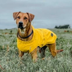 Hunter Hunde Regenmantel Milford 10 Hunter Hunde Regenmantel Milford -Haustierzubehör Geschäft 7226500m071hunter regenmantel milford anwendung1 722650065t2cAhm20san