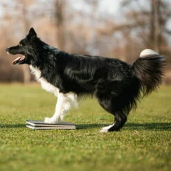 WoodDog Target Mit Federung 10 WoodDog Target Mit Federung -Haustierzubehör Geschäft 7261710071wooddog obedience target with spring anwendung2 72617104fzMz9qAD4kjd