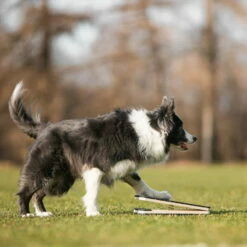 WoodDog Target Mit Federung 11 WoodDog Target Mit Federung -Haustierzubehör Geschäft 7261710072wooddog obedience target with spring anwendung3 72617100KUIX7YT3LTZb