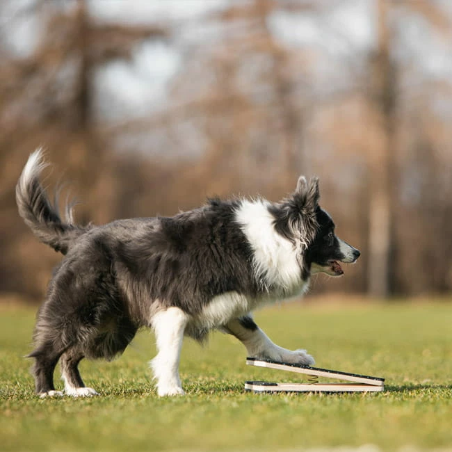 WoodDog Target Mit Federung 7 WoodDog Target Mit Federung – Bild 5