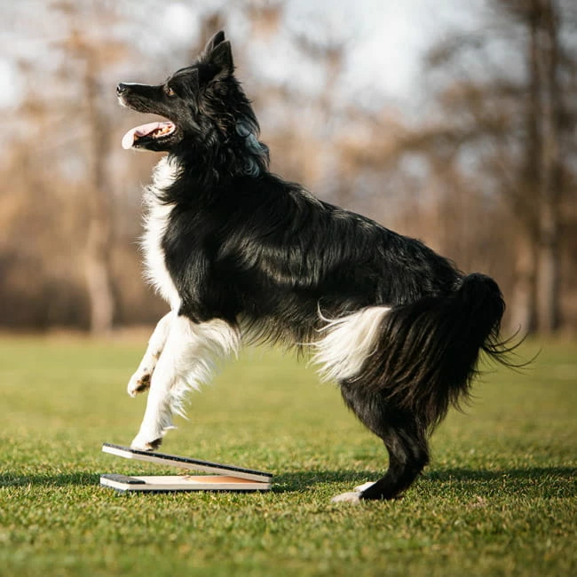 WoodDog Target Mit Federung 5 WoodDog Target Mit Federung – Bild 3