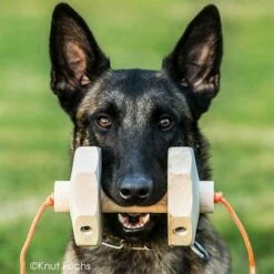 Sporthund IGP-Apportierholz 650g Havatar -Haustierzubehör Geschäft 7281406072knutfuchs havatar 7281406 malinoisD3NaG0zYmg89A