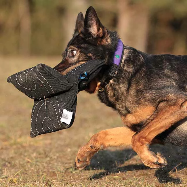 Sporthund Triple Star Kissen 4 Sporthund Triple Star Kissen – Bild 2