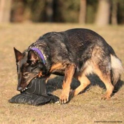 Sporthund Triple Star Kissen 8 Sporthund Triple Star Kissen -Haustierzubehör Geschäft 733420807sporthund triplestarkissen 7334208 dhs16zlEzzWqC3Atb