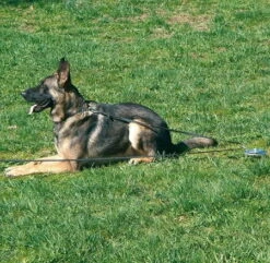 Sprenger Auslauf-Block -Haustierzubehör Geschäft 7410930 570sPq5JJvLHqO