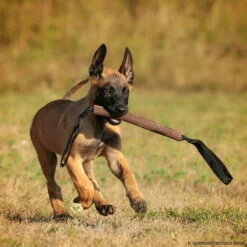 Sporthund Lederbeißwurst Flach 4 X 26 Cm 2G -Haustierzubehör Geschäft 742410207beisswurst leder flach 4 x 26cm 2g 7424102 malinois24syge93B4T2m