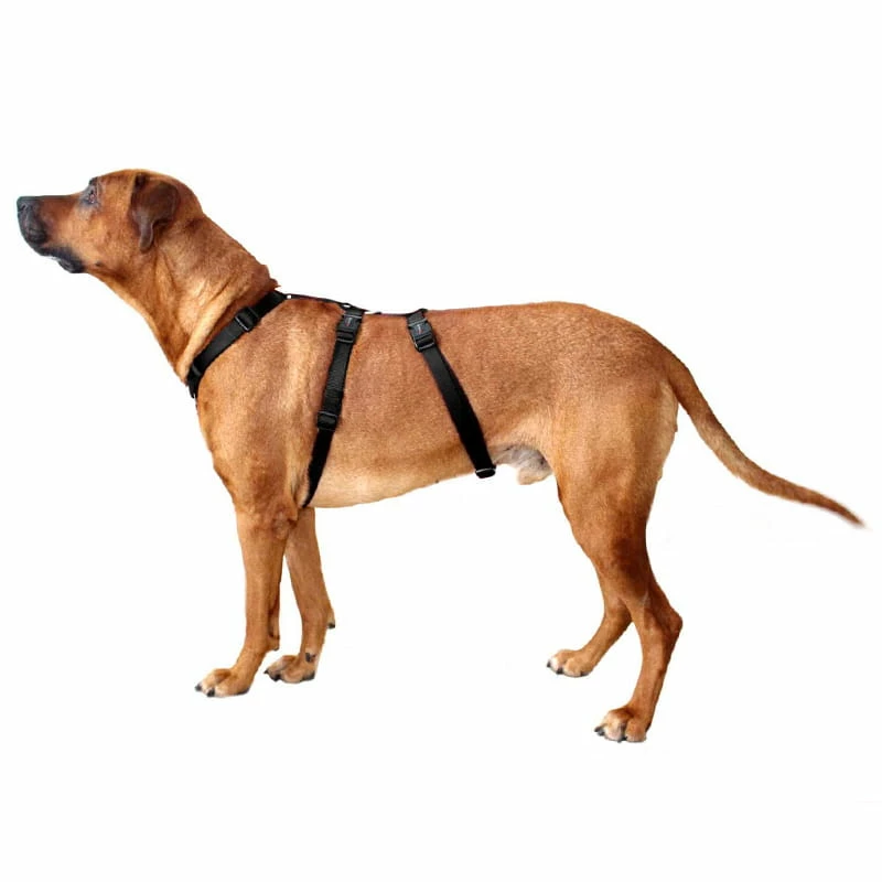 Geschirr Professional No Escape – Bild 2