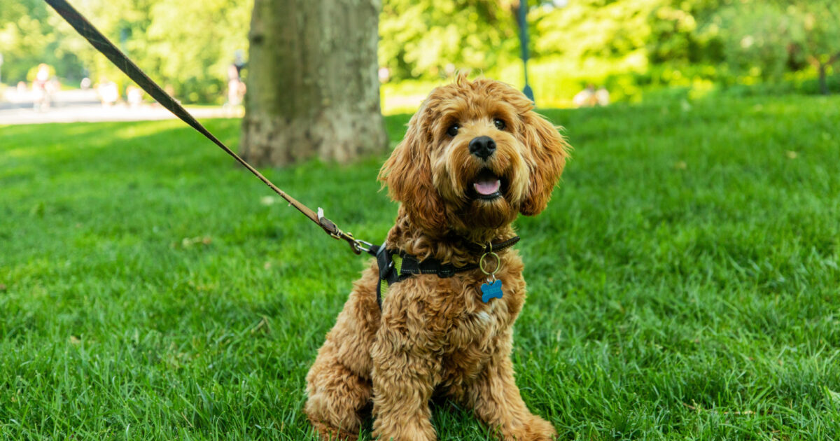 Haustierzubehör Geschäft -Haustierzubehör Geschäft Dog 20200609 AH9A8387 RT