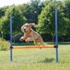 Trixie Agility Hürde -Haustierzubehör Geschäft agility huerde 7030337XkSojYOJFRaaY