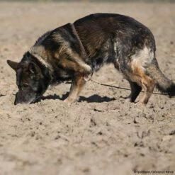 Böttcher Suchgeschirr 7 Böttcher Suchgeschirr -Haustierzubehör Geschäft boettcher suchgeschirr 7260800 img 9374EpexUxkPpWUtk