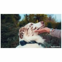 Canicom Voice 800 -Haustierzubehör Geschäft canicom voice 8000qtAYTQYijRUm