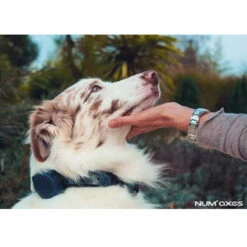 Canicom Voice 200 -Haustierzubehör Geschäft canicom voice anwendungsbild 7019915kNd6NKP0jRhY7