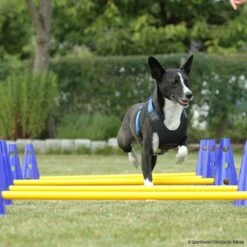 Cavaletti Steckhürden Set Für Hunde -Haustierzubehör Geschäft cavaletti p4dc9149 7854051