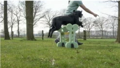 Soft Agility Set -Haustierzubehör Geschäft dogagilitysetsprung 7030354626QWrQvvJCEV