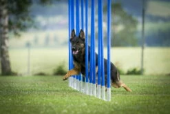 Dogsworld Agility Slalom