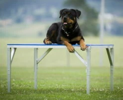 Dogsworld Agility Tisch Mit Tartanbelag