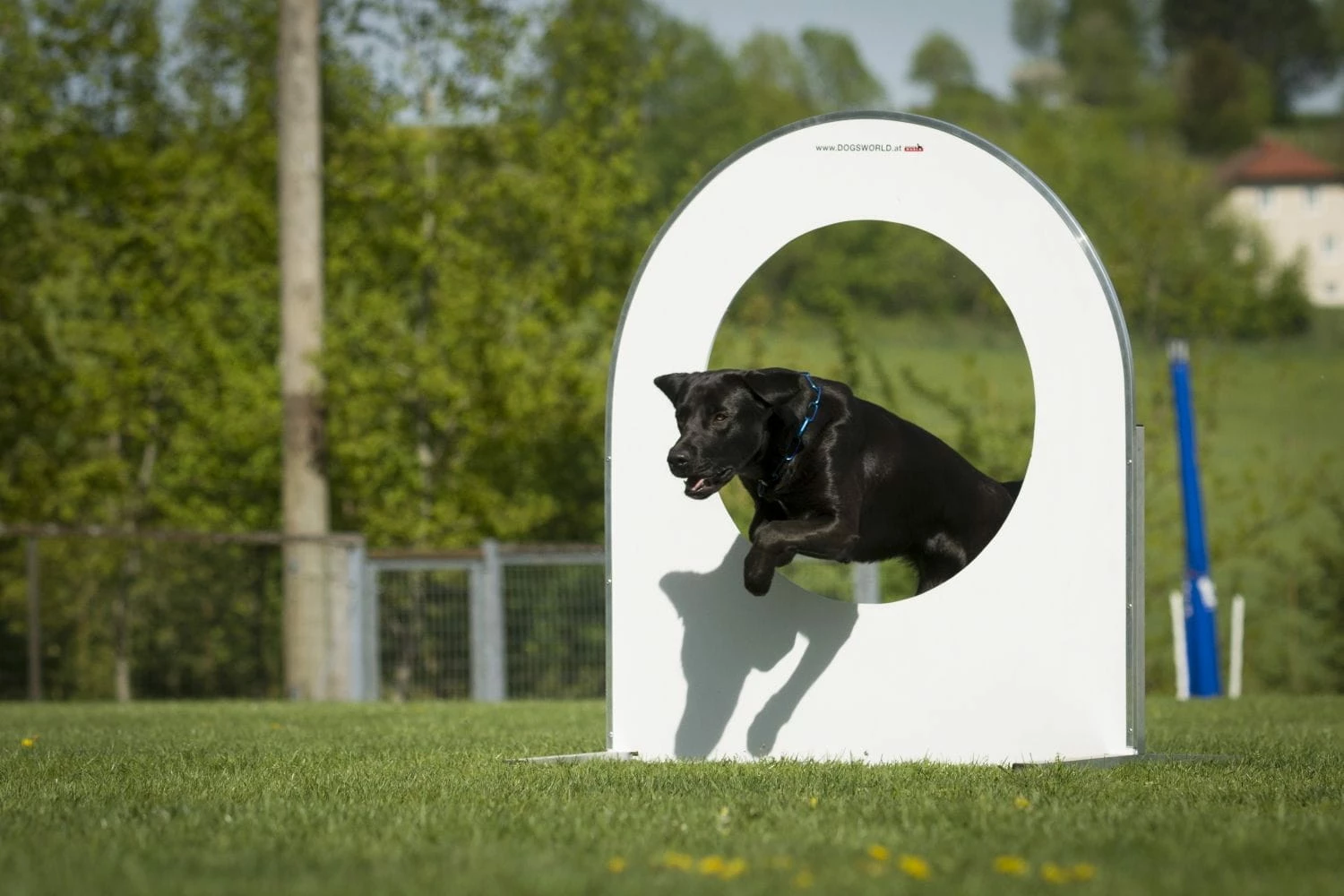 Dogsworld Turnierhundesport Reifen 3 Dogsworld Turnierhundesport Reifen