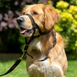 Original Halti Headcollar -Haustierzubehör Geschäft halti headcollar anwendung 7473499m