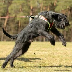 Hundeführgeschirr Follow Sport PLUS -Haustierzubehör Geschäft niggeloh followsportplus p4dc5266 7017055H7K3jMRJJkVvk