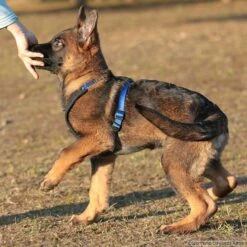 Niggeloh Geschirr Follow START -Haustierzubehör Geschäft niggeloh followstart p4dc4236 7017109