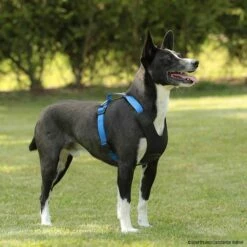 Haustierzubehör Geschäft -Haustierzubehör Geschäft niggeloh followstart p4dc9050 7017109