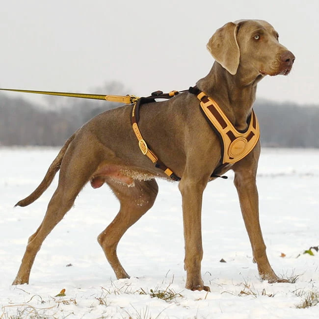 Niggeloh Geschirr Mantrailing 4 Niggeloh Geschirr Mantrailing – Bild 2