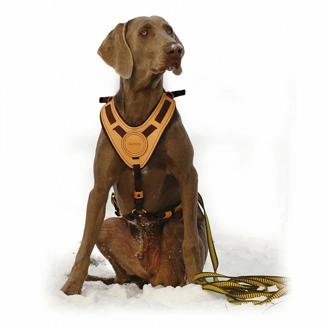 Niggeloh Geschirr Mantrailing 5 Niggeloh Geschirr Mantrailing – Bild 3