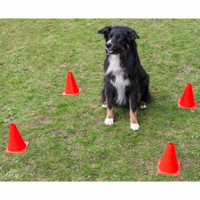 Obedience Starter-Set 6 Obedience Starter-Set – Bild 4