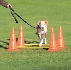 Trixie Pylonen-Hindernis-Set -Haustierzubehör Geschäft pylonen hindernis set gross anwendung 7030333
