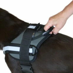 Sporthund Arbeitsgeschirr -Haustierzubehör Geschäft sporthund arbeitsgeschirr detail griff 7021881tBHsjayKEBIPP