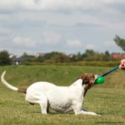 Treat Dispensing Chew Ball Mit Bungee-Seil 7 Treat Dispensing Chew Ball Mit Bungee-Seil -Haustierzubehör Geschäft treat dispending chew bungee p4dc2893 7021391wFCqWFkN6sbve