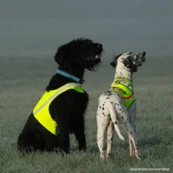 Visupart Hundebody Standard Signalgelb -Haustierzubehör Geschäft visupart hundebodystandard crt 7999 4598095zzGa4OOjbC27B